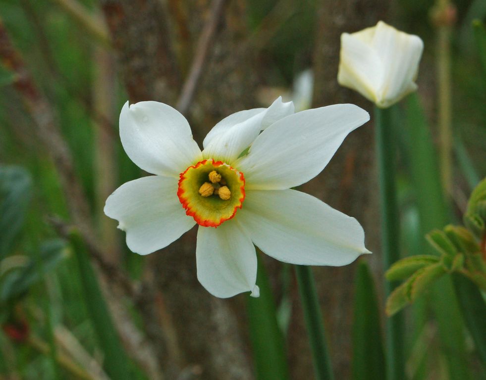 Narcissus poeticus / Narciso selvatico